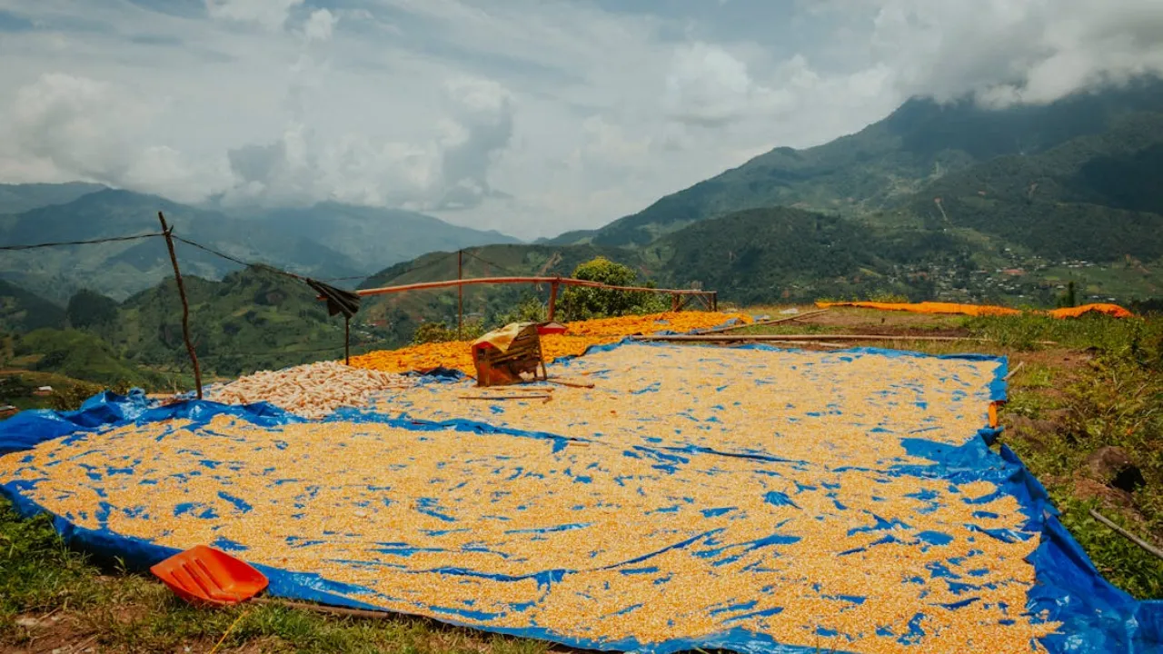 Blue tarpaulin sheet spread on farmland with harvested maize drying under the sun, showcasing agricultural tarpaulin from leading tarpaulin manufacturer in India for farming and field protection